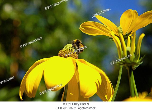 Bee on Rudbeckia laciniata Herbstsonne green headed coneflower
