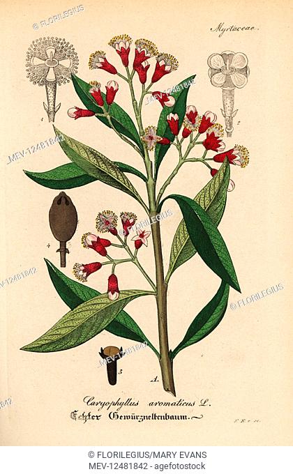 Clove spice, Syzygium aromaticum (Caryophyllus aromaticus). Handcoloured copperplate engraving from Dr. Willibald Artus' Hand-Atlas sammtlicher...