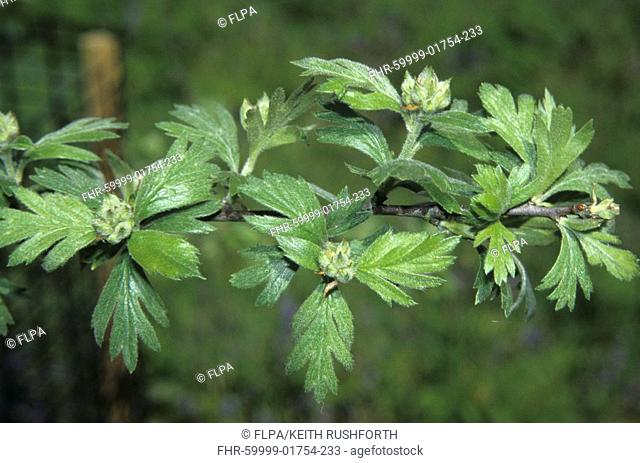 Oriental Hawthorn Crataegus laciniata leaf