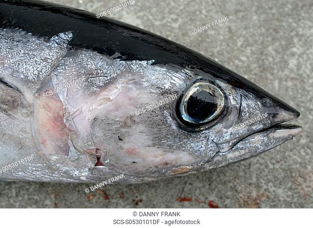 Albacore tuna Thunnus alaluga cought sport fishing, Monterey bay, California, East Pacific Ocean, national marine sanctuary