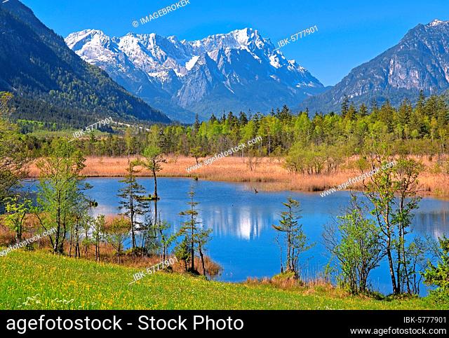 Moor landscape near the Seven Springs towards the Zugspitze massif in the Wetterstein range, Eschenlohe, Loisachtal, Das Blaue Land, Upper Bavaria, Bavaria