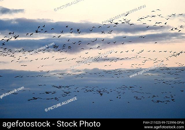 23 October 2021, Brandenburg, Linum: Thousands of cranes fly to their roosts in the evening at dusk. Before flying south they stay in Linum for up to two weeks