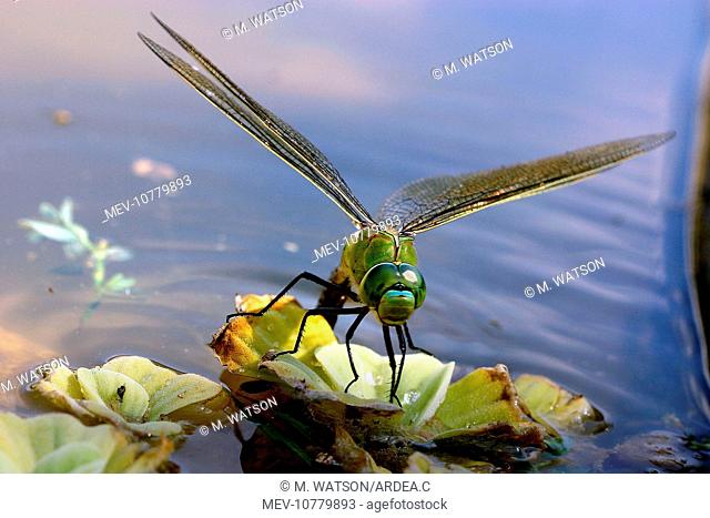 Emperor Dragonfly - female laying eggs (Anax Imperator)