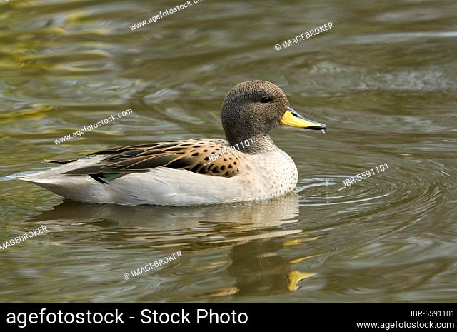 South American Teal, Chilean Teal, yellow-billed teals (Anas flavirostris), Ducks, Goose Birds, Animals, Birds, Speckled Teal 'Sharp-winged Teal' subspecie
