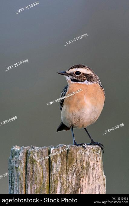 Whinchat / Braunkehlchen ( Saxicola rubetra ) male perched on a fencepost, breeding dress, typical bird of open land, endangered, wildilfe, Europe.
