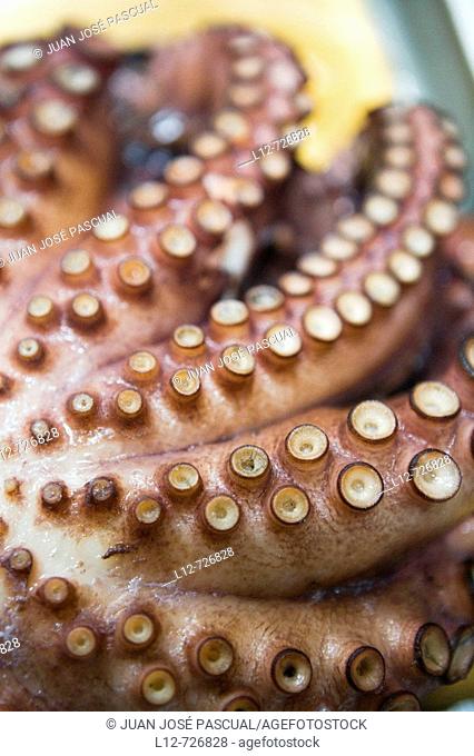 Octopus from the ria of El Ferrol. La Coruña province, Galicia, Spain