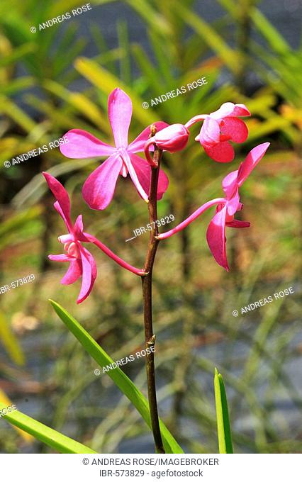 Tropical orchid (blettilla striata), South-East Asia, Thailand