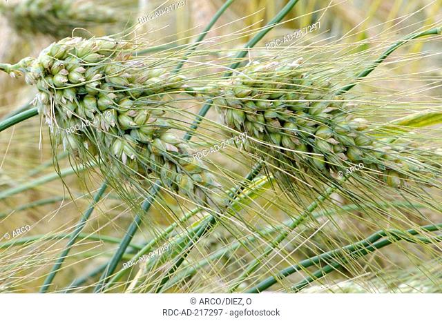 English Wheat 'Mirabile', Triticum turgidum