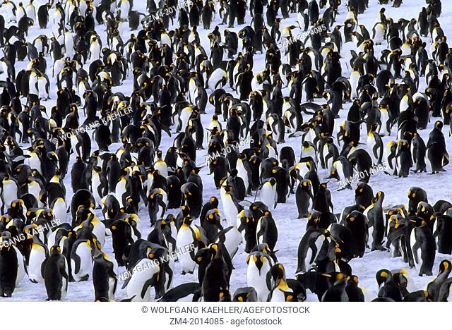 SOUTH GEORGIA ISLAND, ST. ANDREWS BAY, KING PENGUINS, RESTING ON SNOW AFTER RETURNING FROM SEA