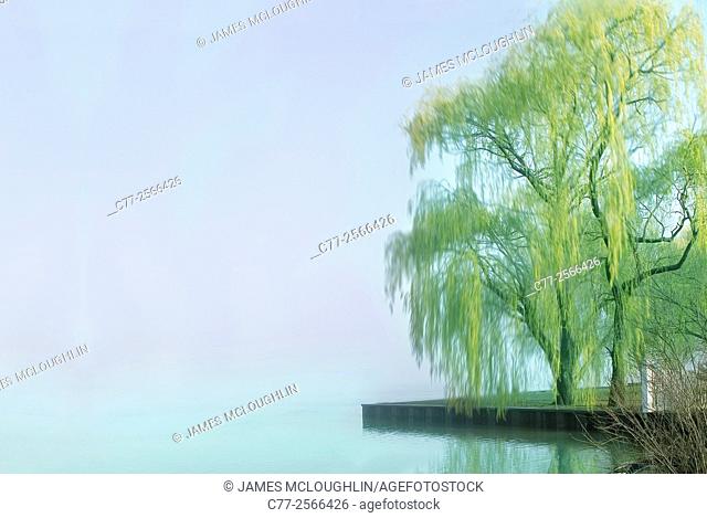 Landscape, waterscape, tree, Willow Tree, spring
