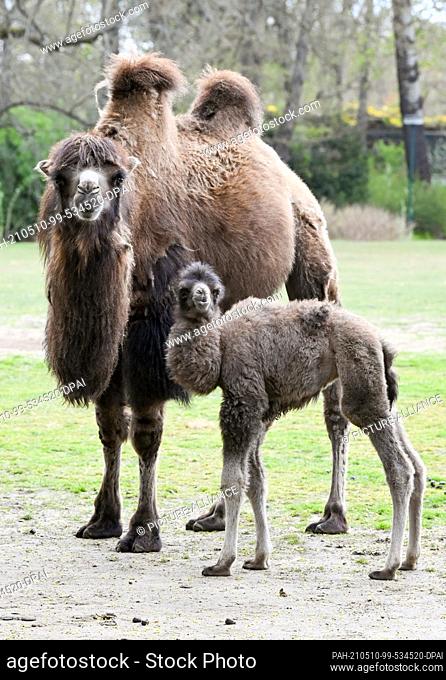 06 May 2021, Berlin: Agnetha is the name of the newborn Bactrian camel at Tierpark Berlin, standing here next to its mother Samantha