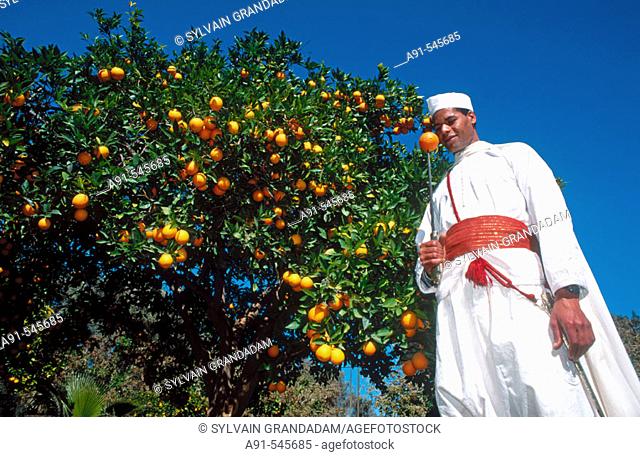 Picking oranges in the orchard of the luxury hotel La Mamounia, Marrakech. Morocco