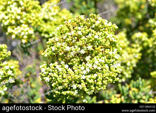 Tree mesemb (Stoeberia arborea) is an ascending succulent shrub native to South Africa