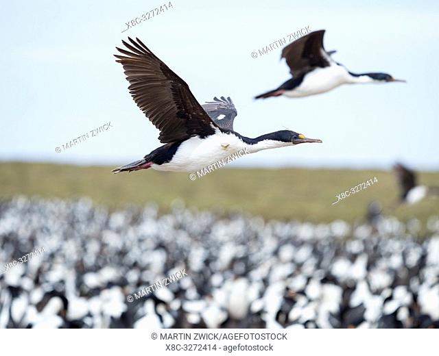 Flying over a huge colony. Imperial Shag also called King Shag, blue-eyed Shag, blue-eyed Cormorant (Phalacrocorax atriceps or Leucarbo atriceps)