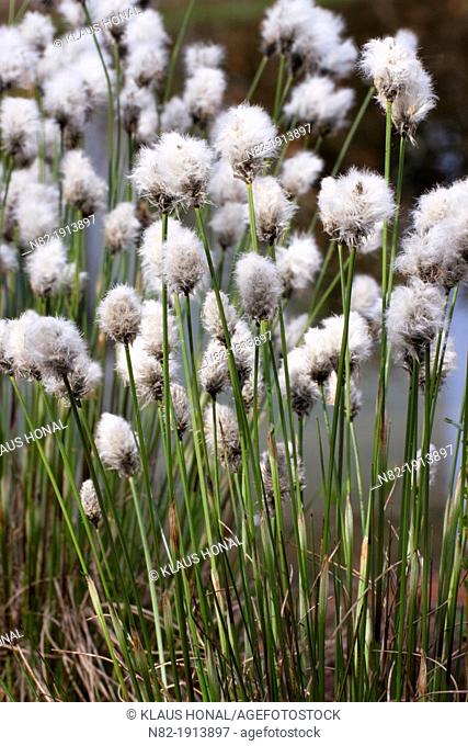 Flowering Hare's-tail Cottongrass, Tussock Cottongrass or Sheathed Cottonsedge Eriophorum vaginatum in spring - Bavaria/Germany