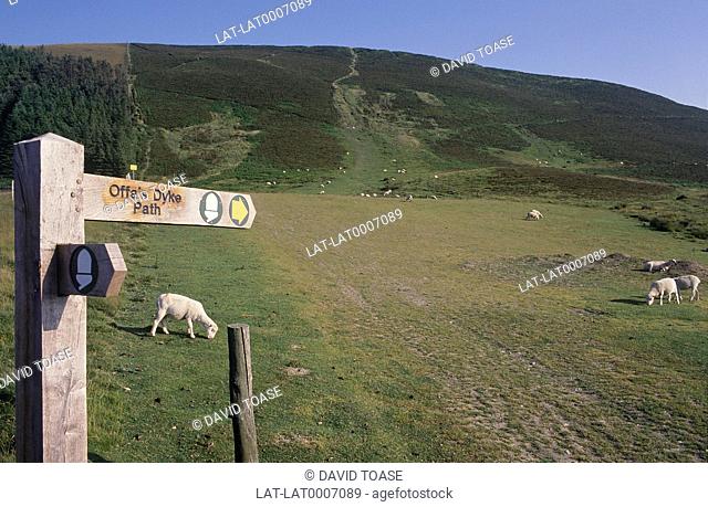 Signpost for Offa's Dyke Path, sheep in fields. Foel Fenlli, Moel Famau Park. Near Ruthin