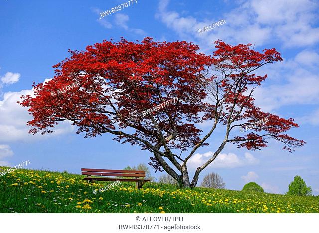 Japanese maple (Acer palmatum), with bench at the palace garden in Hoehenried near Bernried in spring, Germany, Bavaria