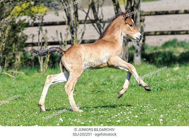 Connemara Pony. Bay foal galloping on a pasture. Germany