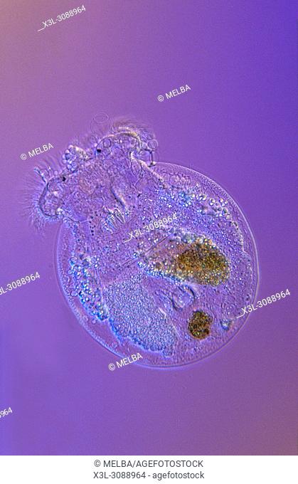 Philodina. Rotifera. Optic microscopy