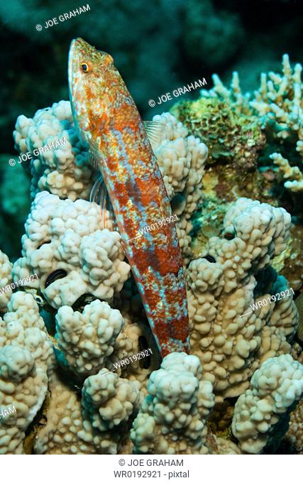 A Clearfin lizardfish Synodus dermatogenys sitting upright in the coral Dahab, Egypt