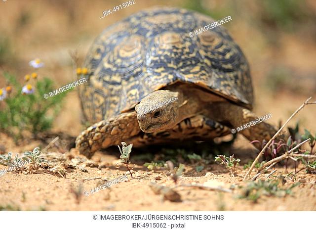 Leopard tortoise (Testudo pardalis), adult, looking for food, Addo Elephant National Park, Eastern Cape, South Africa, Africa
