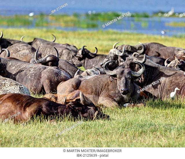 Large group of African buffalos (Syncerus caffer) lying at Lake Nakuru, Lake Nakuru National Park, Kenya, East Africa, Africa, PublicGround