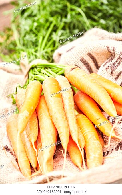 Close up on a bunch of washed fresh young carrots with their green leaves on a rustic burlap sack displayed at a farmers market in the spring sunshine