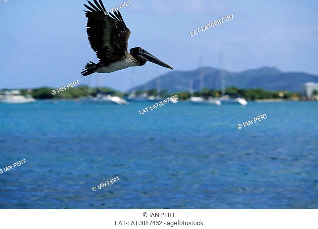 British Virgin Islands. Pelican bird in flight. Large beak. Silhouette of hills