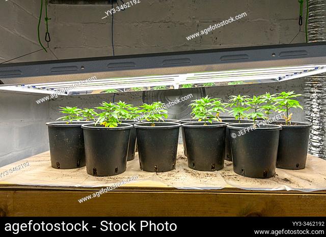 Medical marijuana cultivation under T5 flourescent grow lights