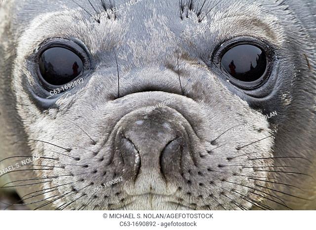 Friendly southern elephant seal Mirounga leonina weaner pup close up on the beach at Snow Island, Antarctica