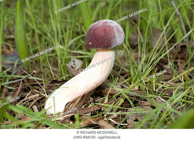 RUSSULA FUNGI EARLY STAGE OF DEVELOPMENT