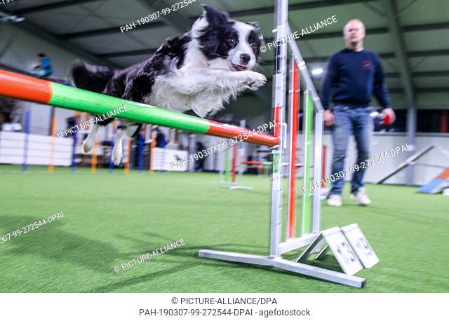 15 February 2019, Schleswig-Holstein, Barteheide: Shepherd dog collie mix ""Gino"" jumps over an obstacle during agility training in the indoor training hall...
