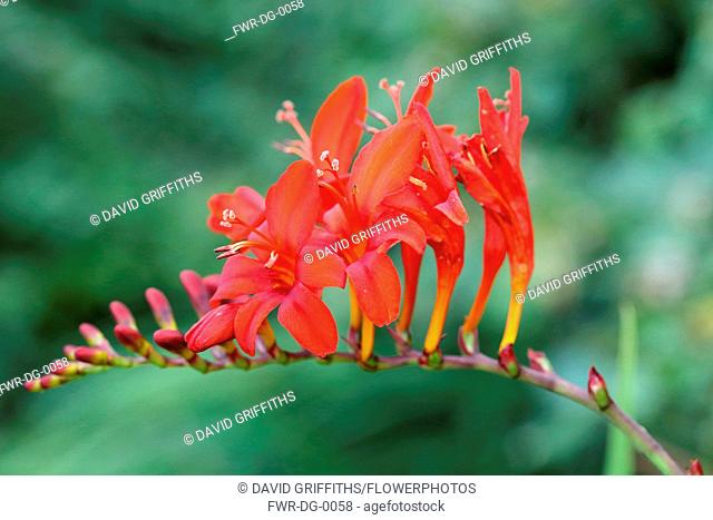Crocosmia, Montbretia 'Lucifer', Crocosmia 'Lucifer', Arching flower head of red coloured flower against a muted green background