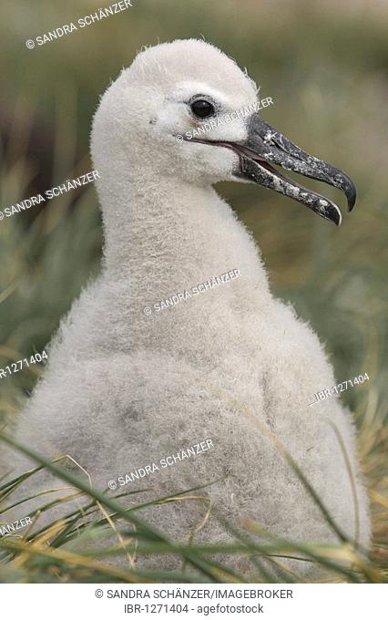 Black-browed Albatross or Black-browed Mollymawk, chick (Diomedea melanophris), Falkland Islands, South America