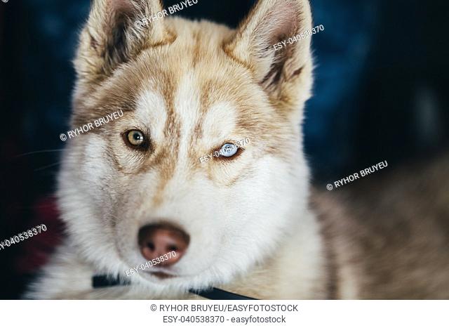 Close Up Head Young Happy Husky Puppy Eskimo Dog With Multicolored Eyes