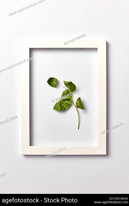 Decorative composition from green leaf branch in a rectangular frame on a light gray background. Flat lay, place for text