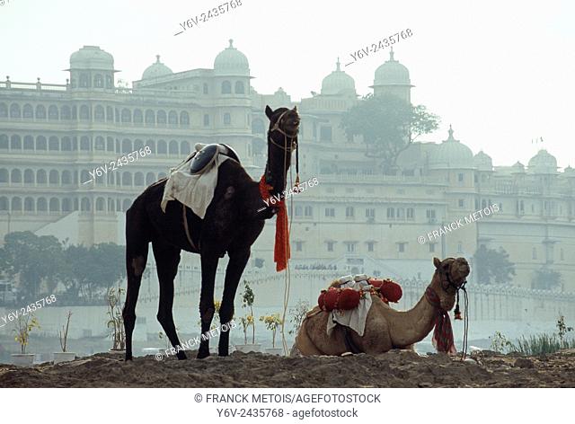 Decorated dromedaries in front of the City palace at Udaipur ( India)