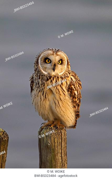 short-eared owl (Asio flammeus), sitting on a pole, Netherlands, Zeeland