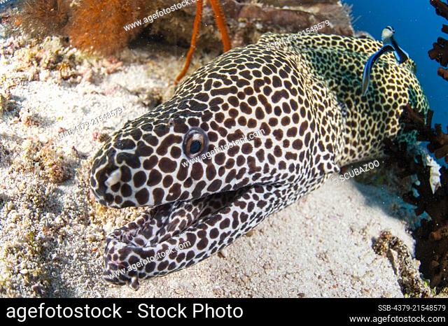 Honeycomb Moray, Gymnothorax favagineus, being cleaned by Bluestreak Cleaner Wrasse, Labroides dimidiatus, South Ari Atoll, Maldives, Indian Ocean