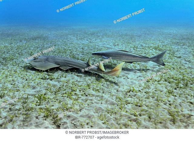 A Cobia or Black Kingfish (Rachycentron canadum) swimming beside a Common Guitarfish (Rhinobatos rhinobatos) over seaweed looking for food rooted out by the...