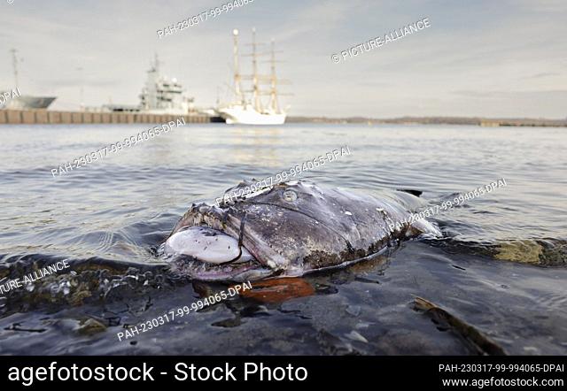 17 March 2023, Schleswig-Holstein, Kiel: A dead anglerfish lies on the shore opposite the sail training ship ""Gorch Fock""