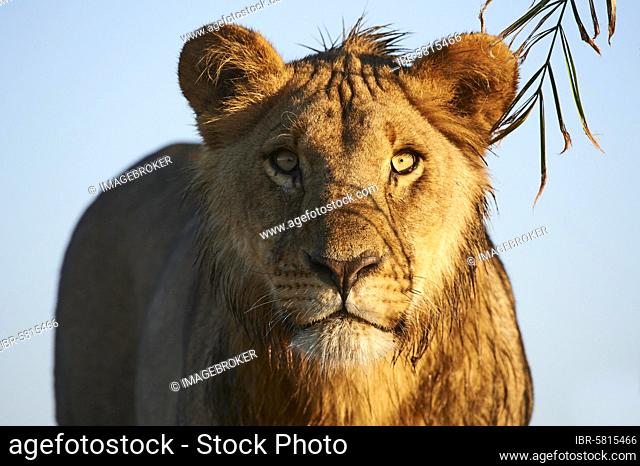 Portrait of African lion juvenile (Panthera leo) aged 2 year old in morning light. Duba Plains concession, Okavango Delta, Botswana, Africa