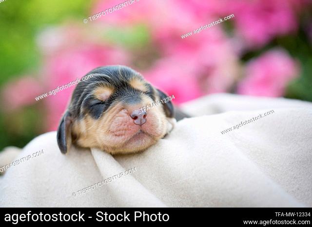 newborn English Cocker Spaniel puppy