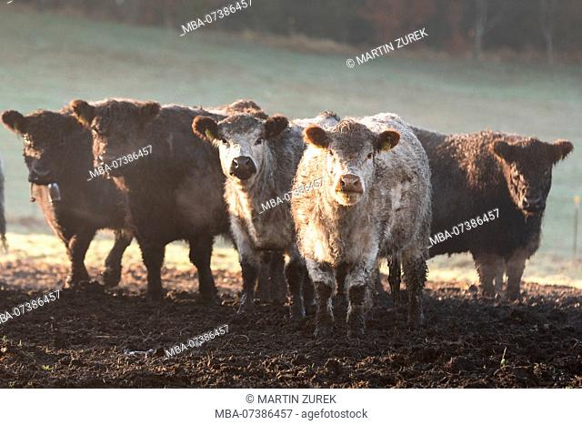Galloway cattle waiting, herd with white and black animals in the morning sun on the pasture, Germany, Bavaria