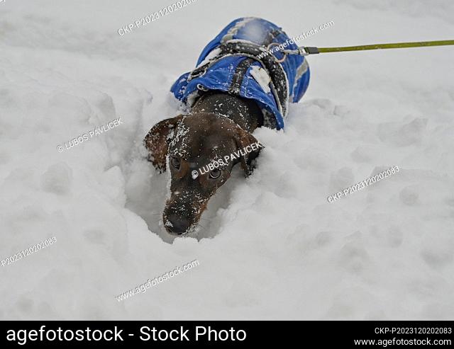 A dachshund jumped into a high snowdrift in Trest, Jihlava region, Czech Republic, December 2, 2023. (CTK Photo/Lubos Pavlicek)