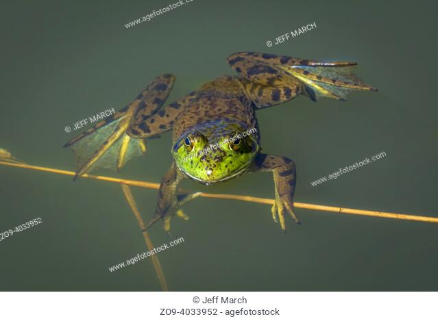 American Bullfrog (Lithobates catesbeianus), floating in still water of East Plum Creek showing webbed feet, Douglas county, Castle Rock Colorado USA