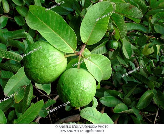 Food , Green leaf with two Guava (Pssidium Guajava L) jambu batu