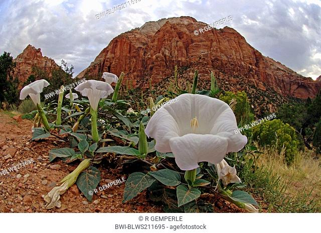 moonflower Datura meteloides, blooming in front of rocks in the Zion National Park, USA, Utah