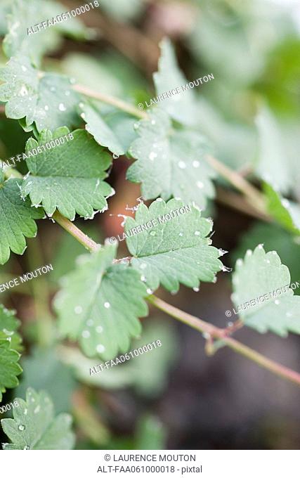 Dew drops on toothed green leaves of Salad Burnet Sanguisorba minor, close up