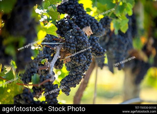Red grapes on vine